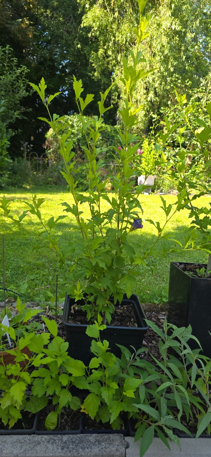 Biologische Roze/Lila Hibiscus van 1 meter, Tuin en Terras, Planten | Tuinplanten, Overige soorten, Volle zon, Vaste plant, Ophalen of Verzenden