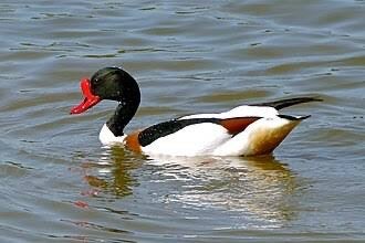 Siereenden en ganzen, Dieren en Toebehoren, Meerdere dieren, Gans of Zwaan