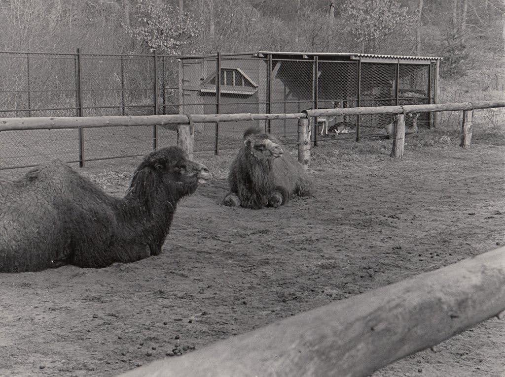 Vintage foto: Twee dromedarissen in een dierenpark, 1956, Gebruikt, Foto, Ophalen of Verzenden, 1940 tot 1960
