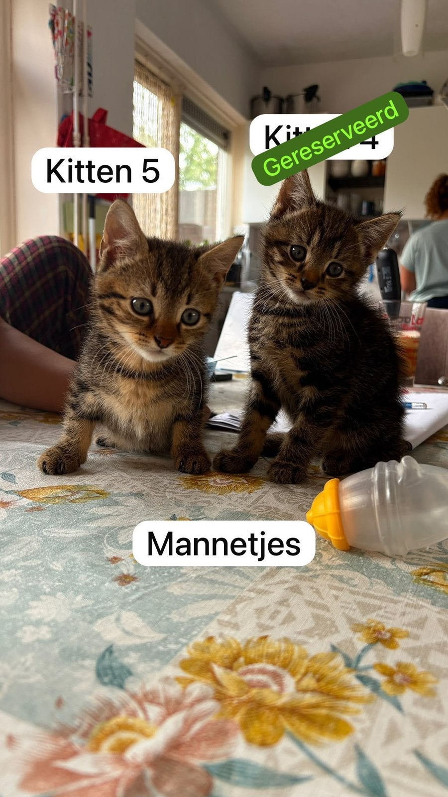 5 Europese korthaar kittens, Meerdere dieren, Kortharig, 0 tot 2 jaar