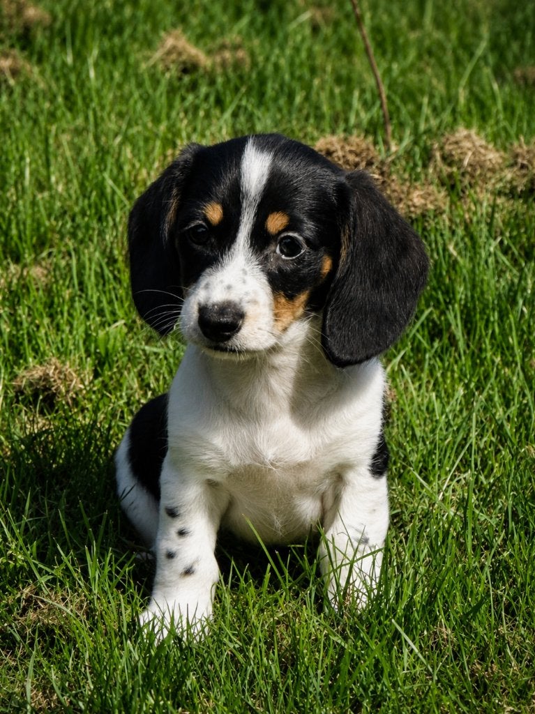 Prachtige Teckel Pups, 8 tot 15 weken, Korthaar, Dwerg, Parvo