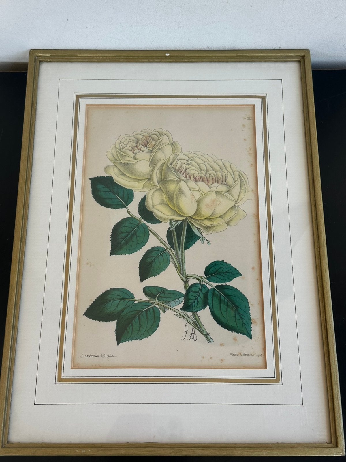 1892 Andrews Botanische Roos lithografie 26/36 cm, Antiek en Kunst, Ophalen of Verzenden