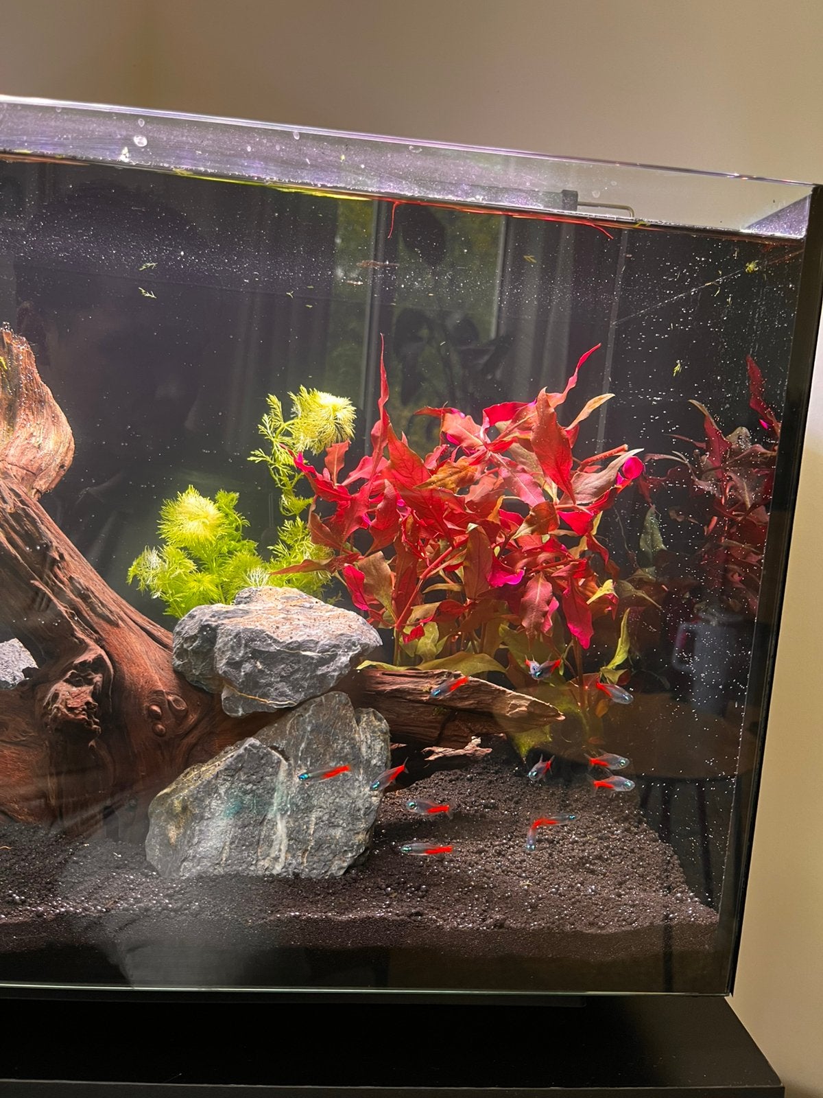 8 x Diamant neon tetra, Dieren en Toebehoren, Vissen | Aquariumvissen, Vis