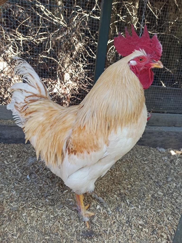 Vriendelijke legkip haan lohmann en broed eieren, Dieren en Toebehoren, Pluimvee, Mannelijk, Kip
