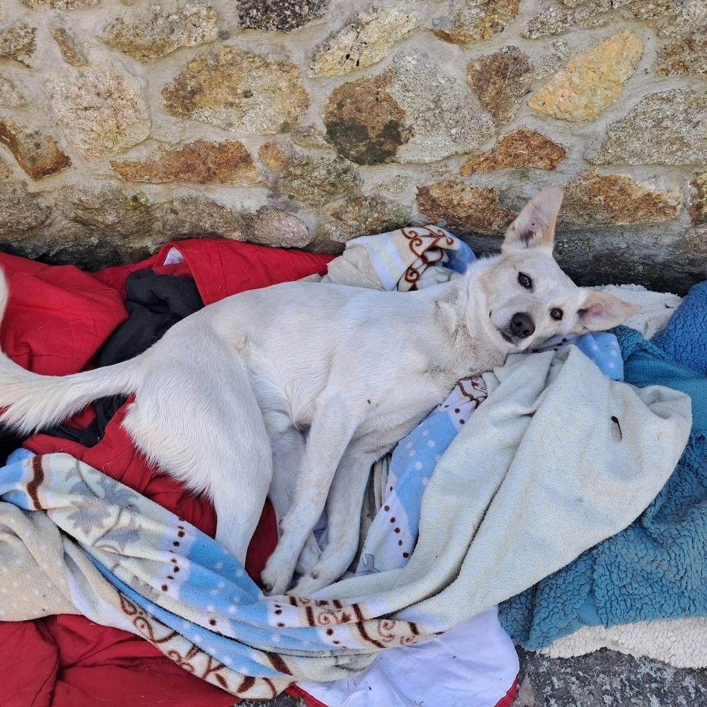 Waar mag deze lieve jonge man Brandon komen wonen?, Dieren en Toebehoren, Honden | Niet-rashonden, Particulier, Reu, Buitenland