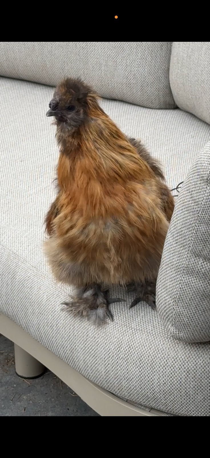Zijderhoender haantje zoekt gouden huisje, Dieren en Toebehoren, Pluimvee, Mannelijk, Kip