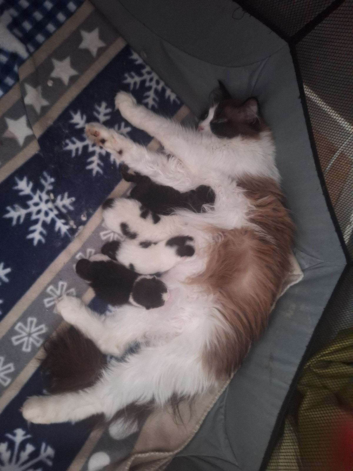 ragdoll kruising kittens, Meerdere dieren, 0 tot 2 jaar