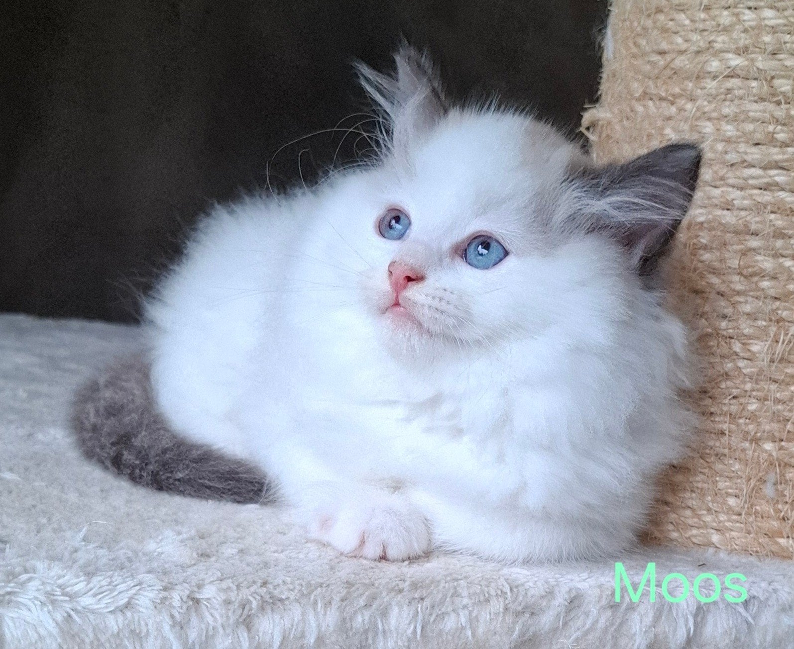 Lieve Ragdoll kittens, Meerdere dieren, Gechipt