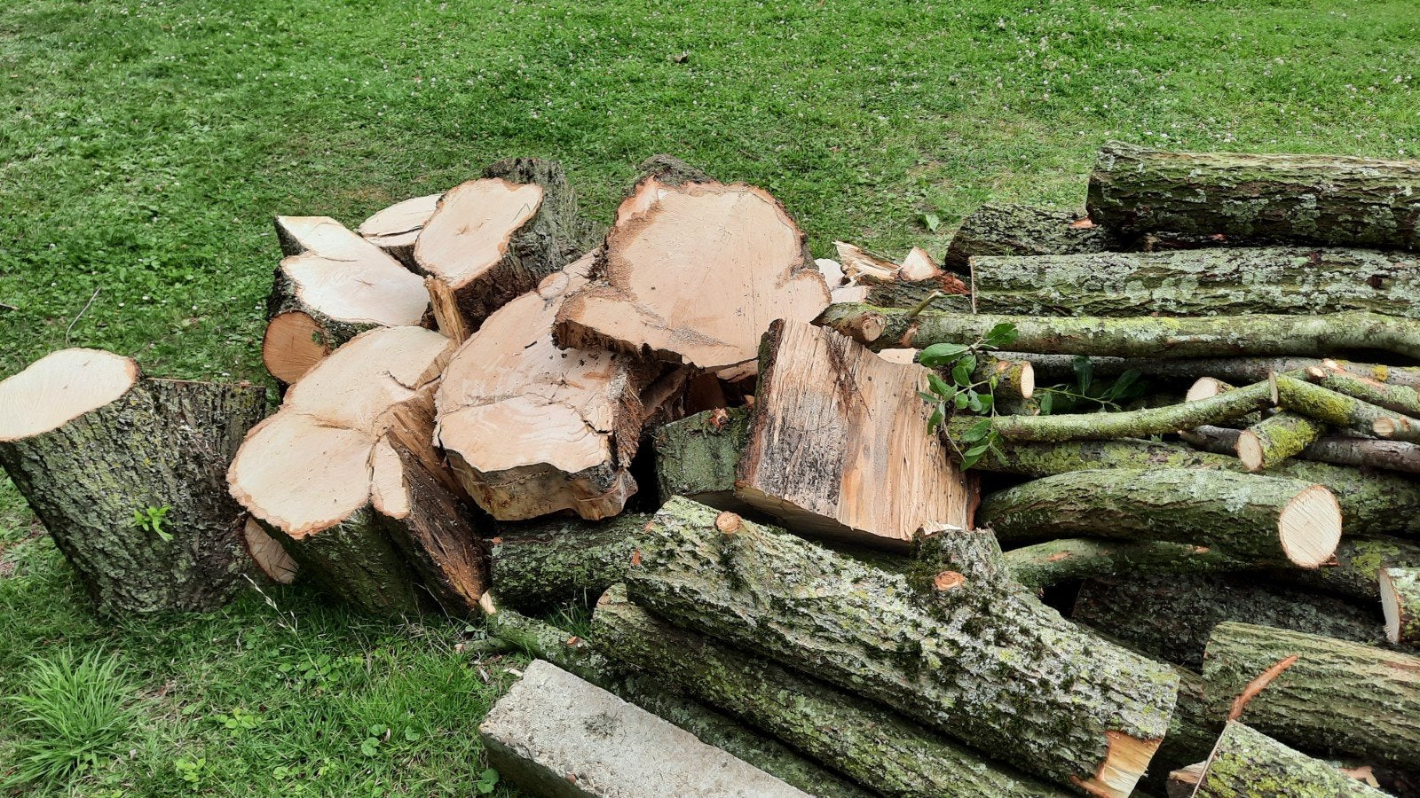 Haardhout Wilg - Blokken en takken, 3 tot 6 m³, Ophalen, Overige houtsoorten, Stammen