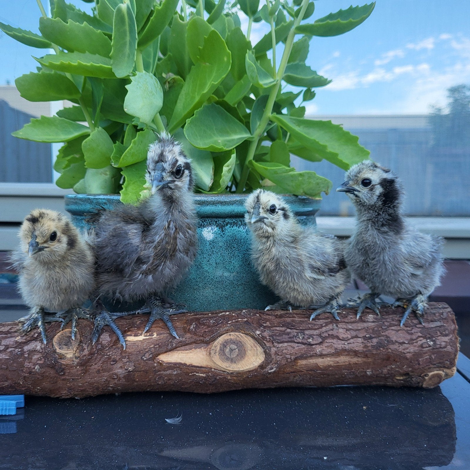 Zijdehoender kuikens, Dieren en Toebehoren, Pluimvee, Vrouwelijk, Kip