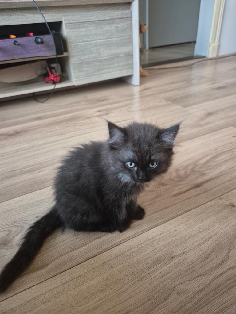 kittens Zwart is voorlopig gereserveerd.