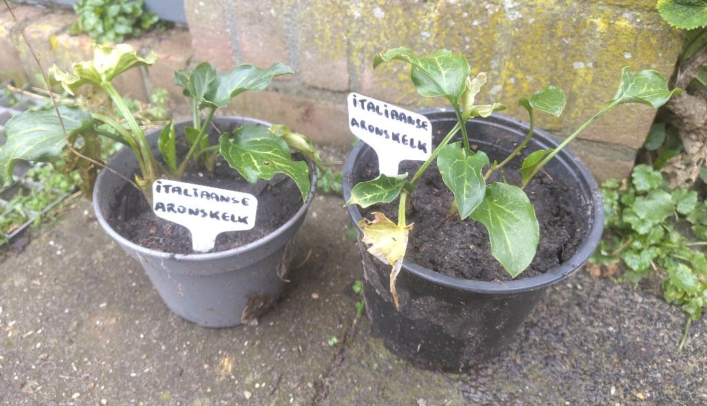 Tuin = Plant MJ = Italiaanse Aronskelk - Arum Italicum - S, Ophalen, Vaste plant, Overige soorten, Halfschaduw