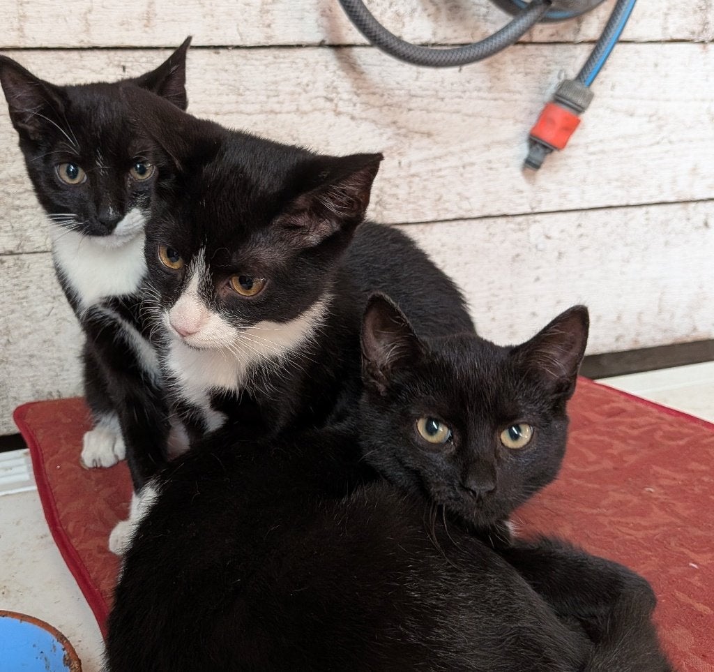 3 kittens te koop, Meerdere dieren, 0 tot 2 jaar