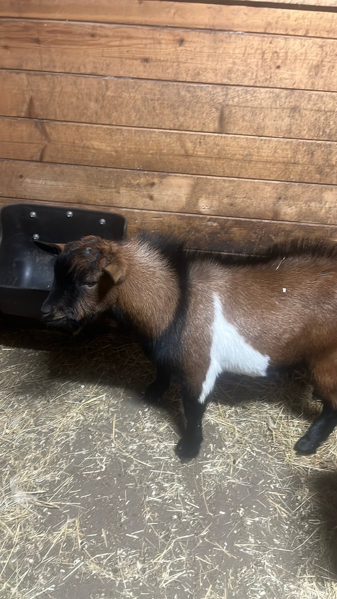 Mooie makkelijke dwerggeit bok, Dieren en Toebehoren, Mannelijk, Geit, 0 tot 2 jaar