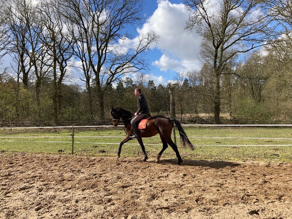 5-jarige dressuurmerrie 164, Merrie, 3 tot 6 jaar, 160 tot 165 cm, Recreatiepaard