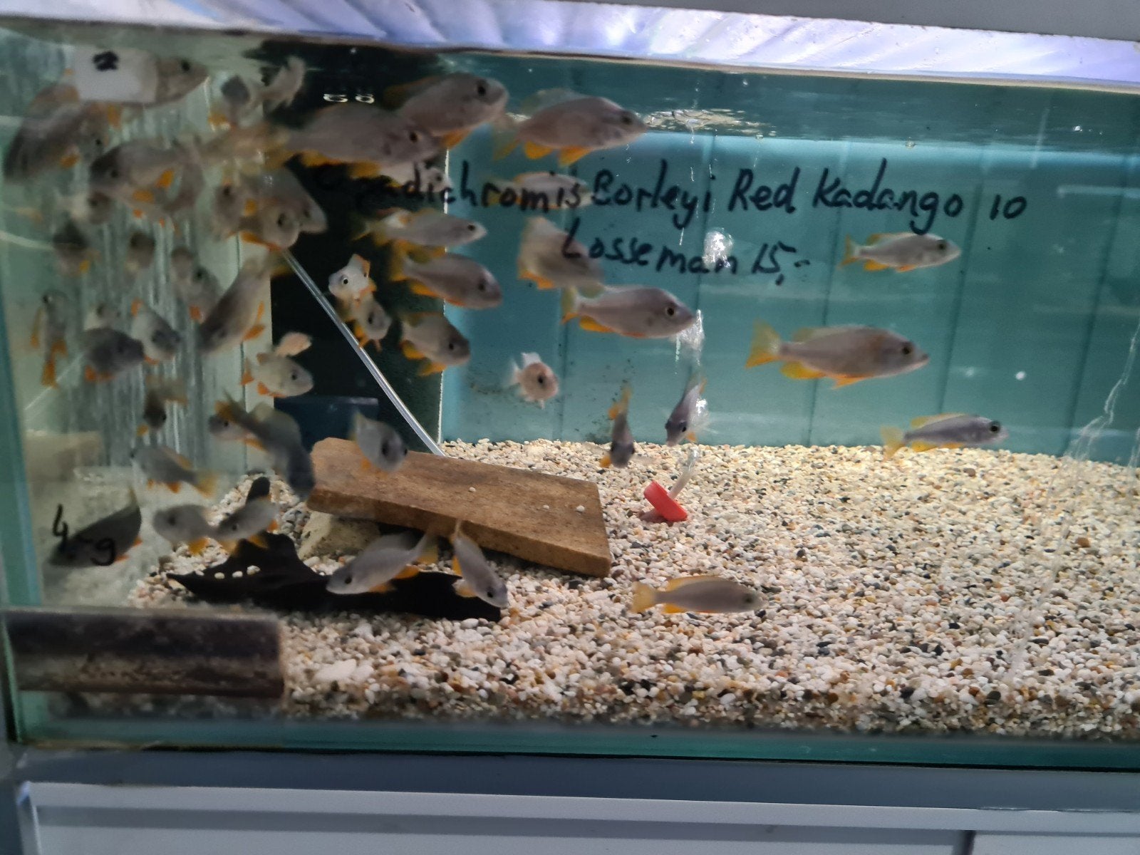 Copadichromis Borleyi Red Kadango Malawi Cichliden, Dieren en Toebehoren, Vis, Zoetwatervis