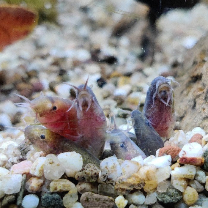 Acanthopthalmus kuhli, Dieren en Toebehoren, Vissen | Aquariumvissen, Vis