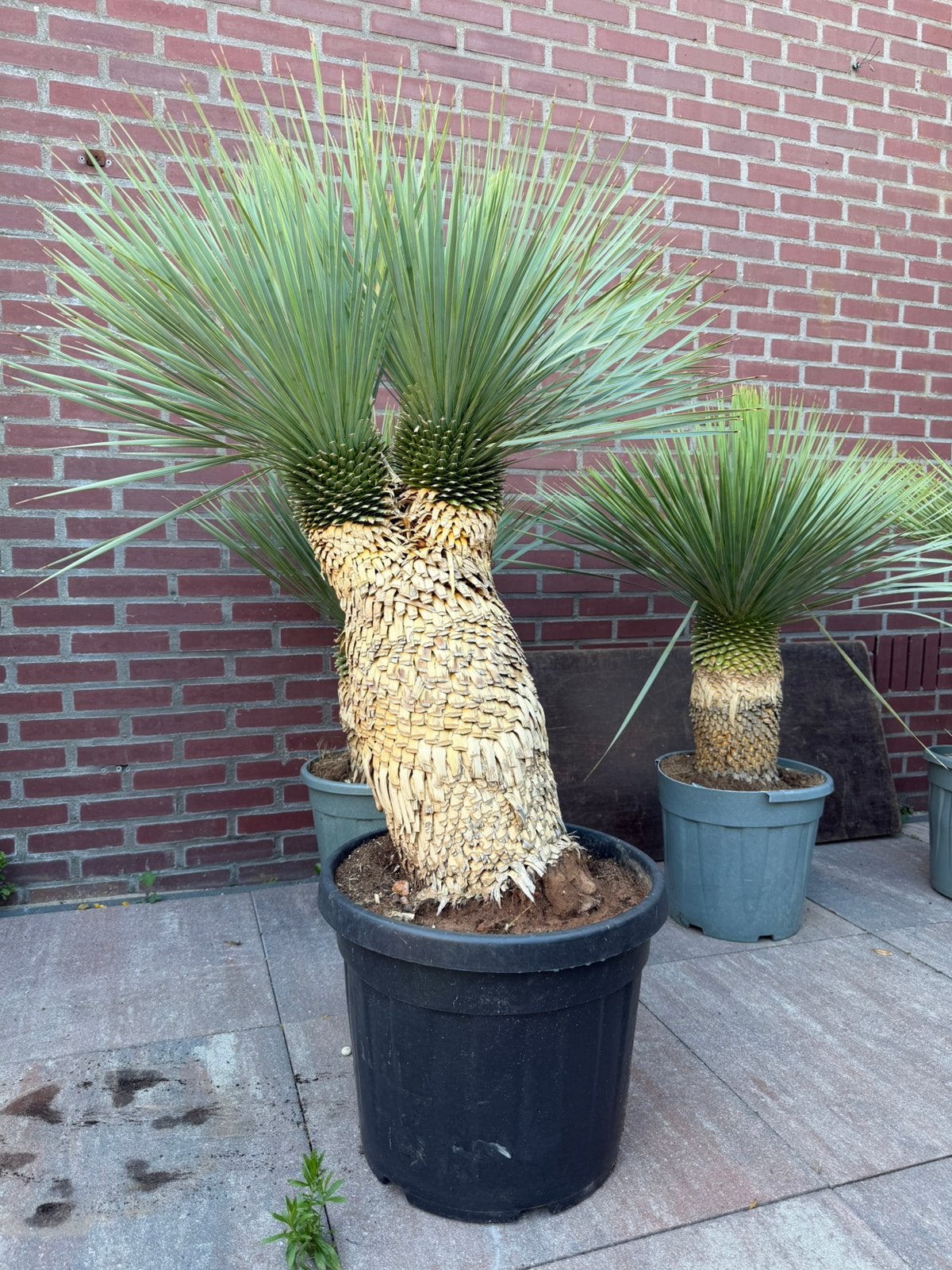 Yucca rostrata dubbelkop 140cm/potmaat 45, Ophalen of Verzenden, Overige soorten, Volle zon
