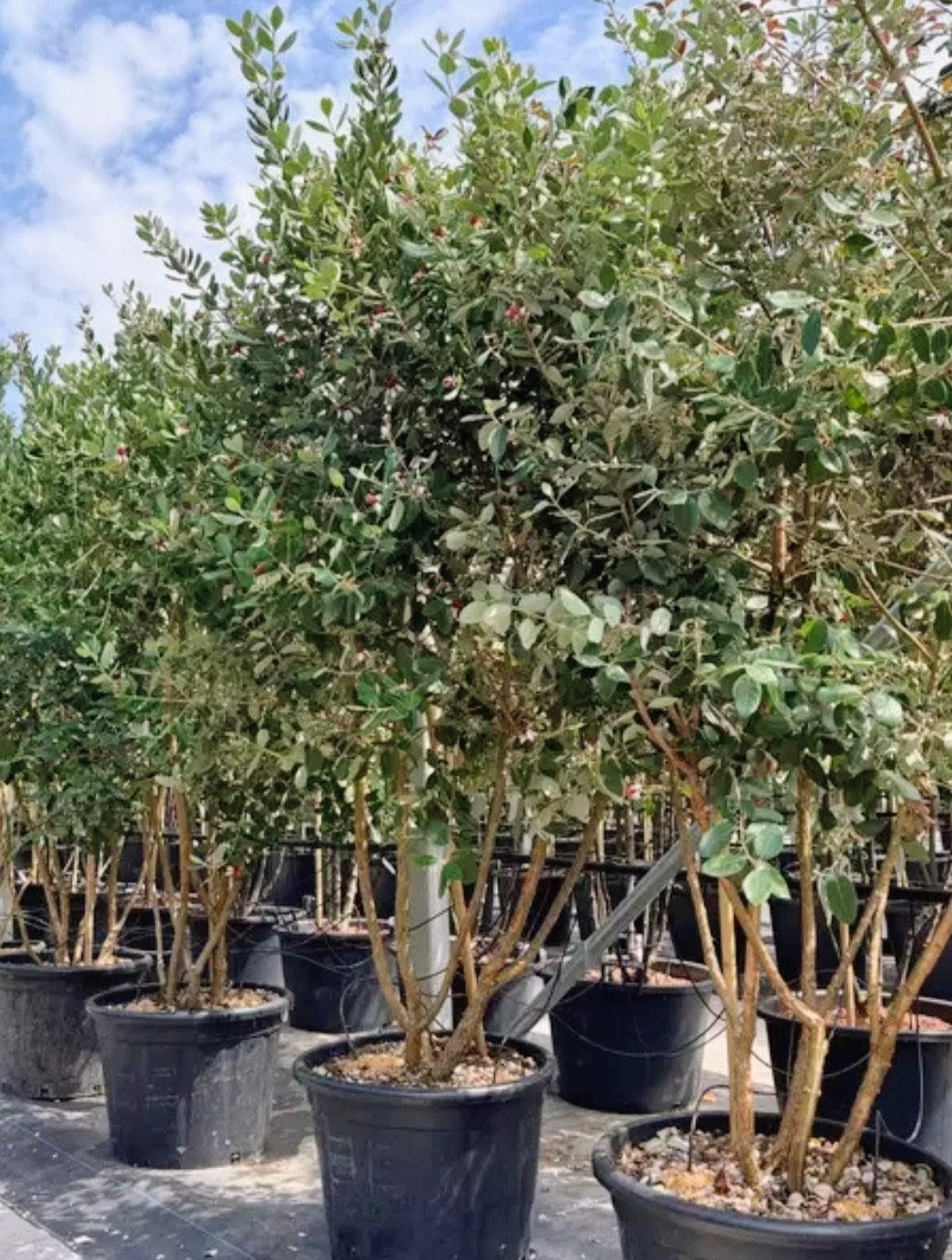 Feijoa sellowiana Meerstammig (Ananasguave), Ophalen, Volle zon, Vaste plant, Fruitplanten