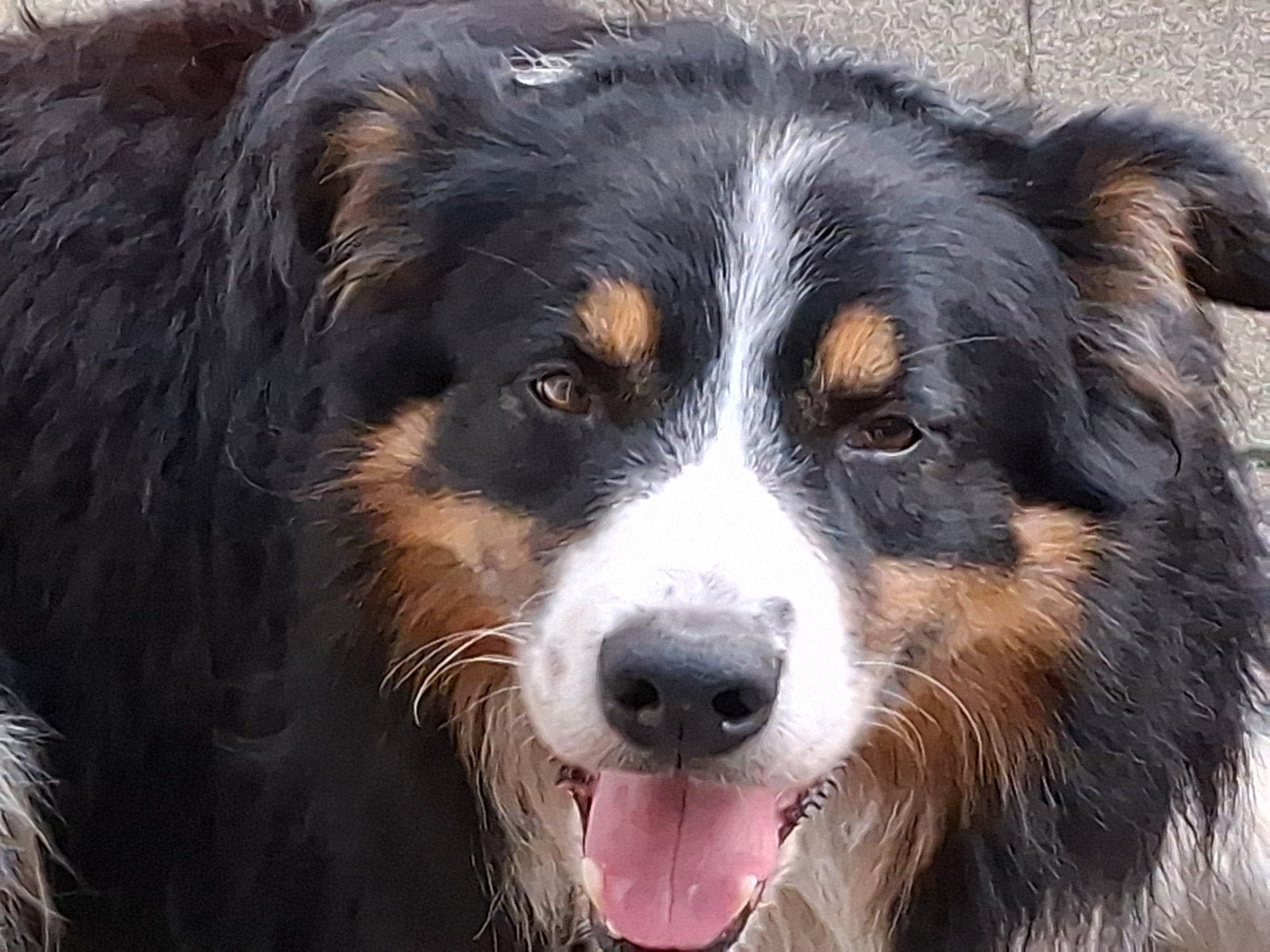 niet meer beschikbaar, Dieren en Toebehoren, Honden | Herdershonden en Veedrijvers, 6 jaar of ouder, Reu, Eén hond, Herder