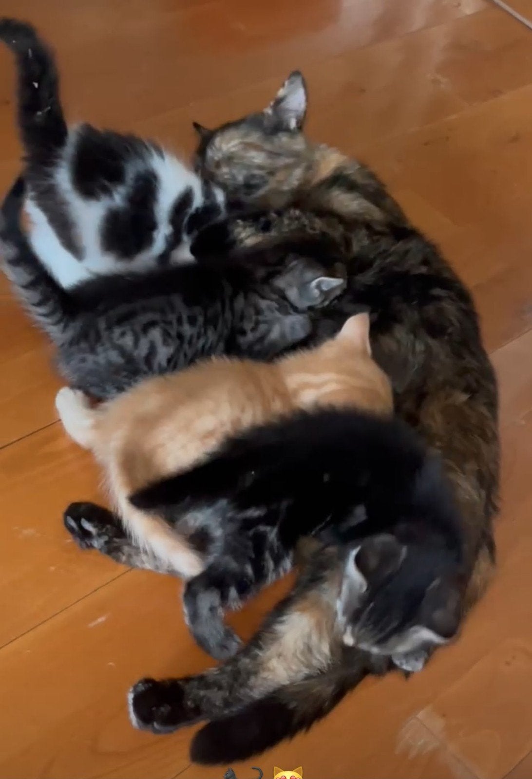 Katten