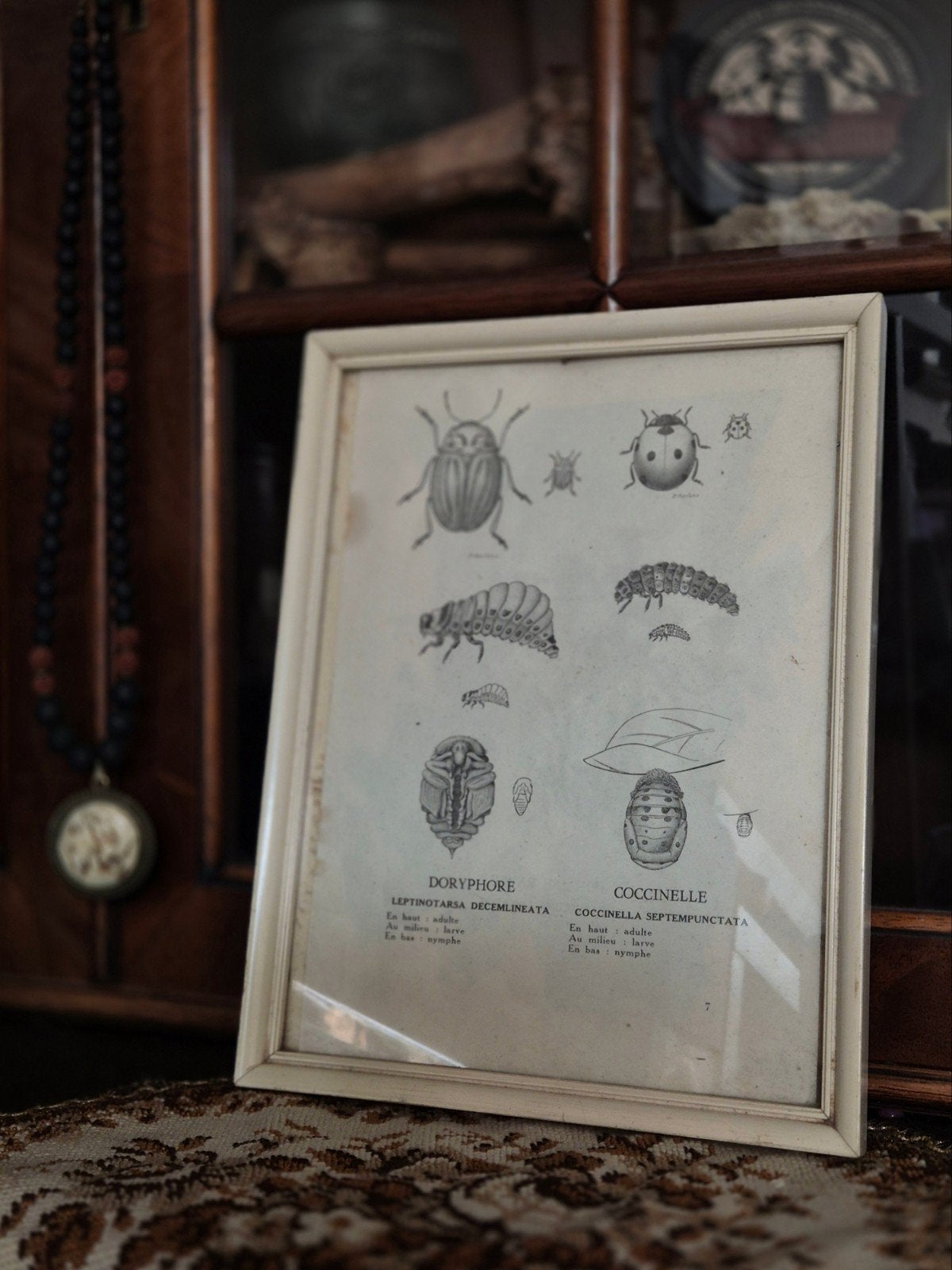 Vintage insecten prent, Ophalen of Verzenden, Gebruikt, Prent