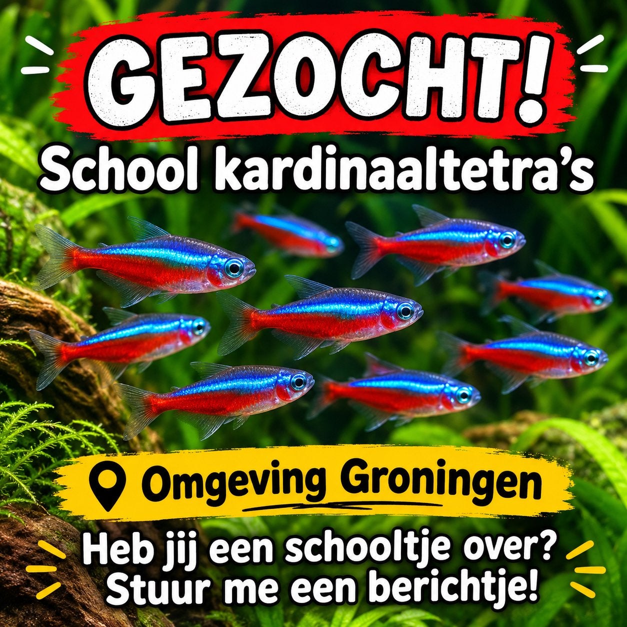 Gezocht kardinaal tetra’s, Dieren en Toebehoren, Vis