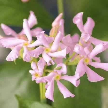 Toscaanse jasmijn GEZOCHT, Tuin en Terras, Planten | Tuinplanten, Ophalen of Verzenden, Klimplanten, Volle zon