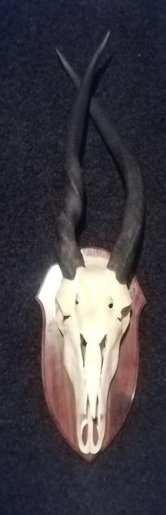 Zeldzame abnormale eland antilope schedel., Ophalen of Verzenden, Schedel
