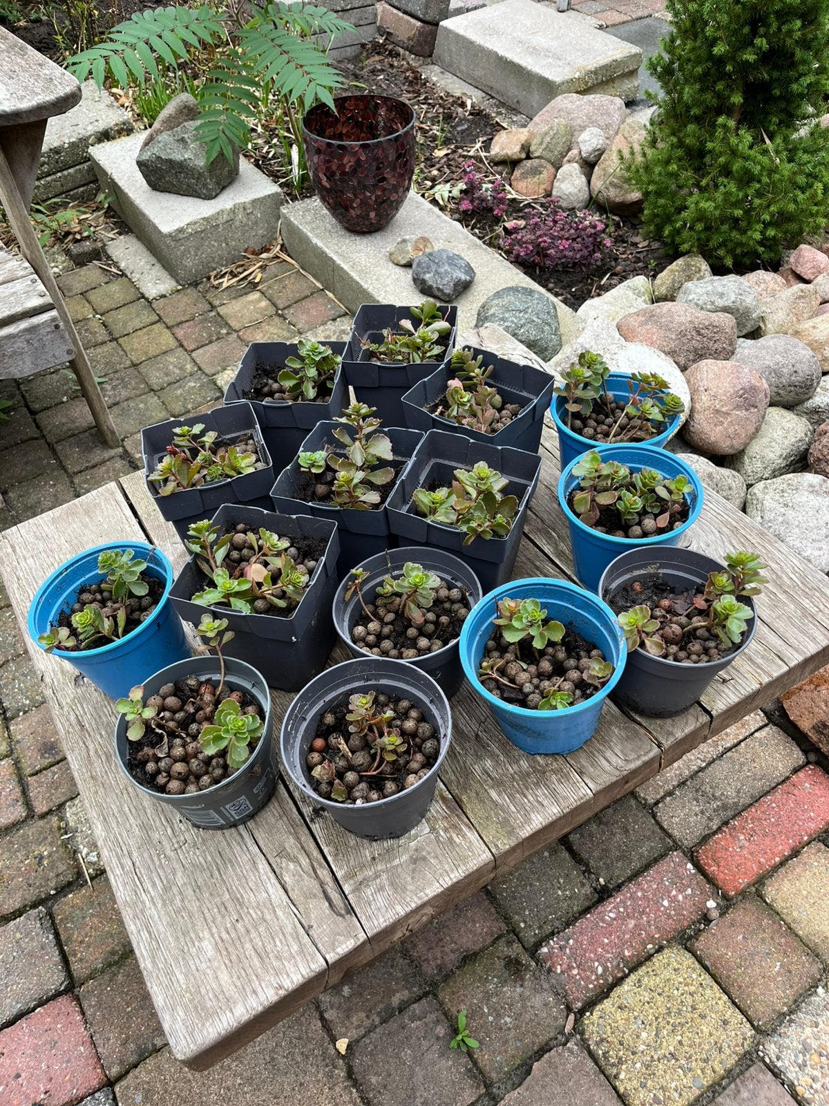 Plantjes aangeboden, Ophalen, Overige soorten, Volle zon