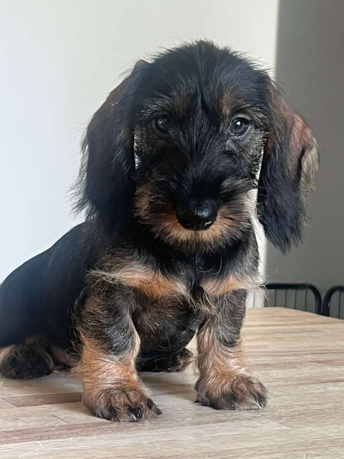 Prachtige Ruwhaar Dwerg en Kaninchen Teckel pups m stamboom, Dieren en Toebehoren, Parvo, 8 tot 15 weken, Dwerg, Meerdere