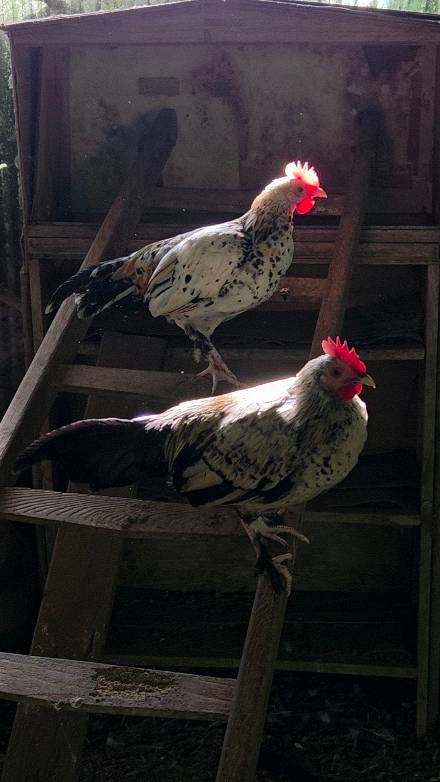 2 Lieve haantjes zoeken goed tehuis, Dieren en Toebehoren, Pluimvee, Mannelijk, Kip