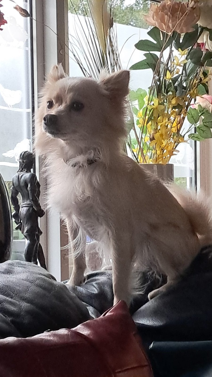 Lief klein keeshondje zoekt goudenmand, Dieren en Toebehoren, 6 jaar of ouder, Particulier, CDV (hondenziekte), Buitenland