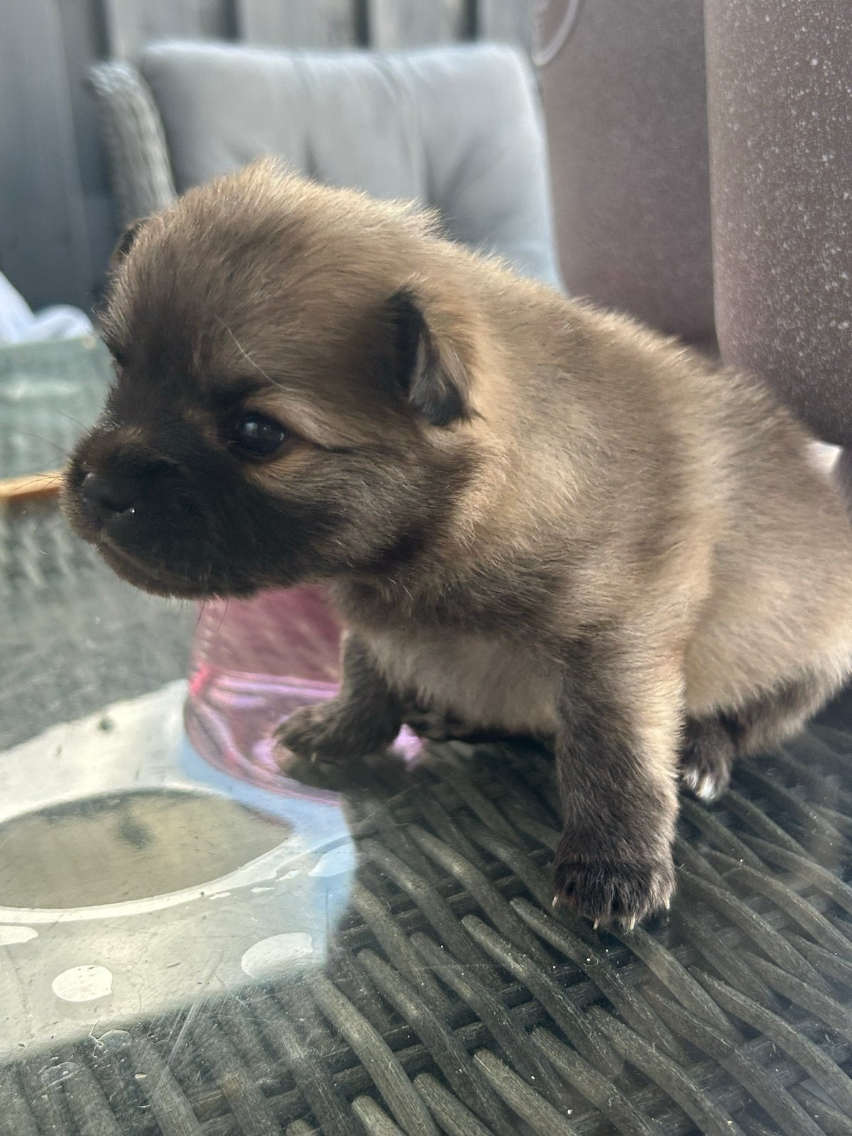 Dwergkees / pomeriaan pips, Keeshond, 8 tot 15 weken, Parvo, Meerdere
