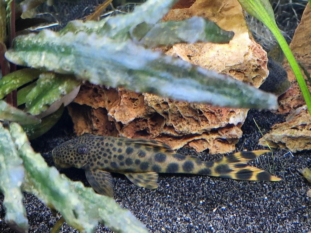 L075 Peckoltia Sabaji 3 stuks voor 100 euro, Dieren en Toebehoren, Vis