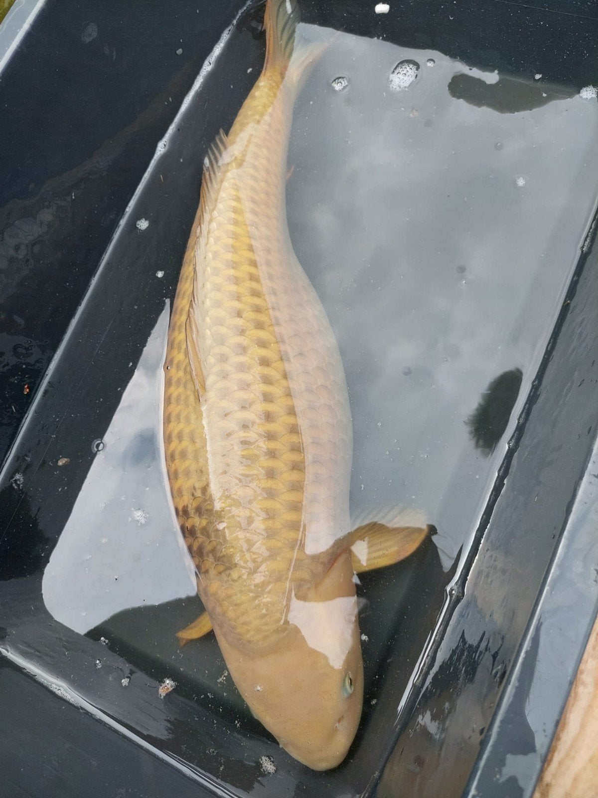 Te koop: prachtige vrouwelijke Chagoi – 70 cm, Karper of Koi