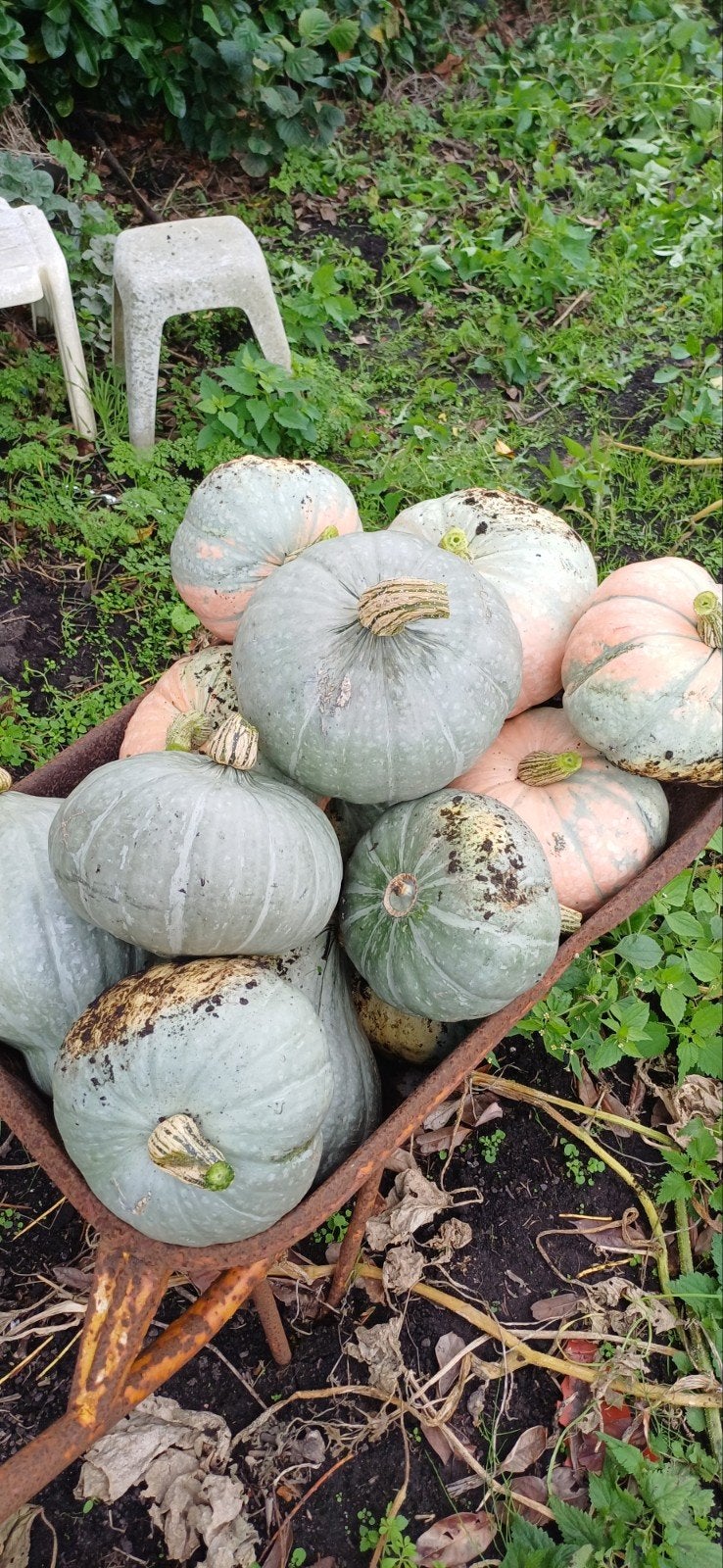 te koop, Tuin en Terras, Ophalen