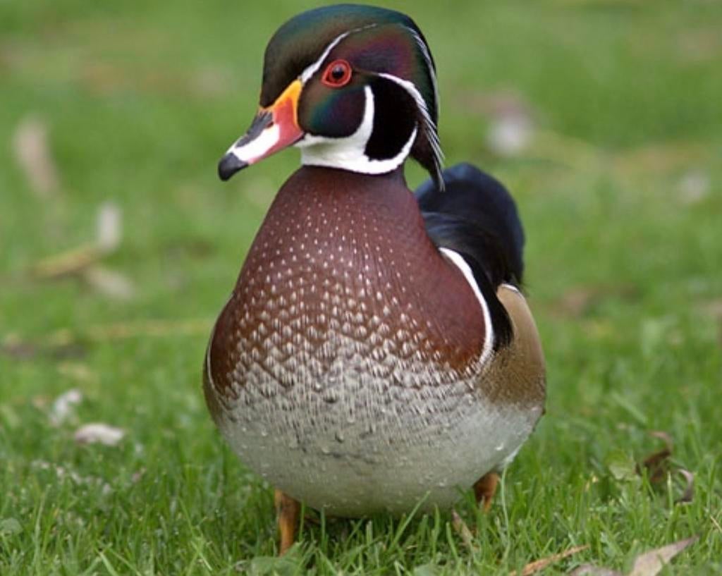 Carolina eend woerd (man), Dieren en Toebehoren, Mannelijk, Eend