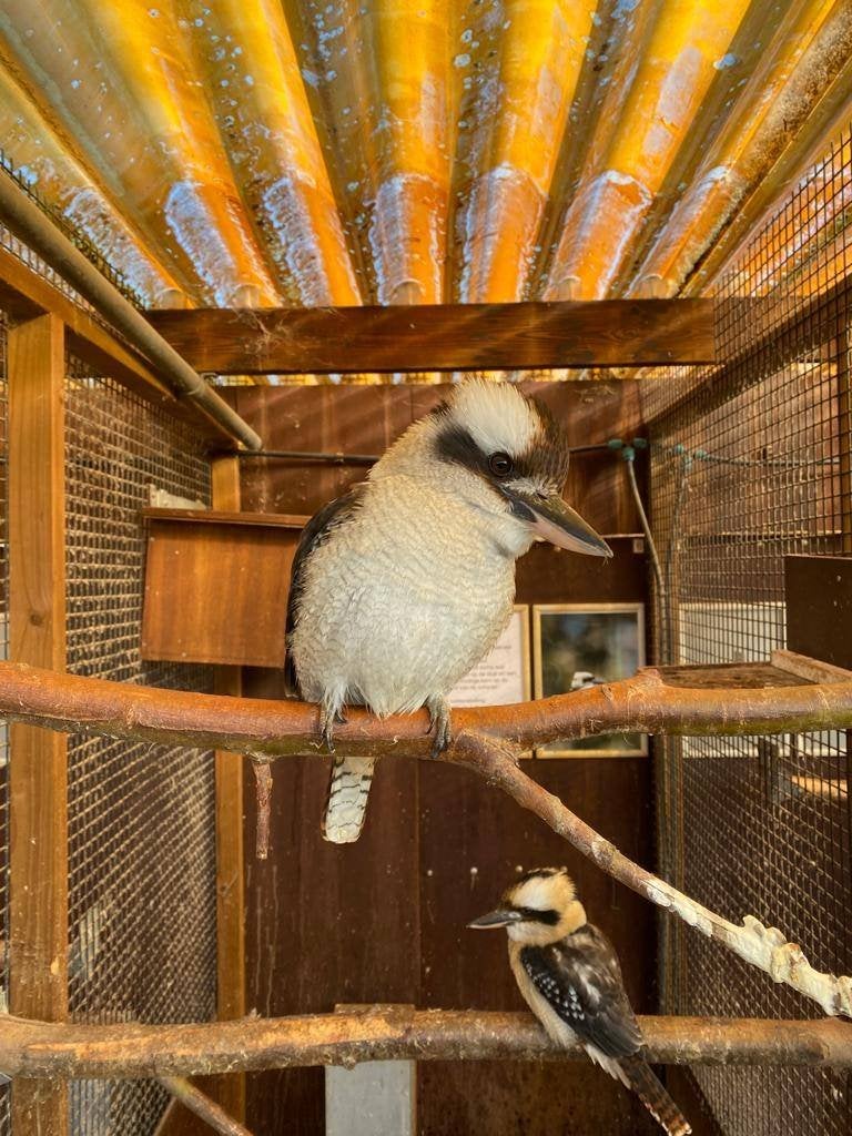 Kookaburra | IJsvogel | Deskundig advies, Dieren en Toebehoren, Pluimvee, Meerdere dieren, Overige soorten