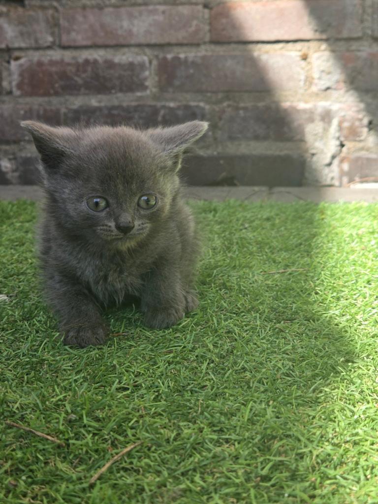 Britse korthaar kittens, Dieren en Toebehoren, Katten en Kittens | Raskatten | Korthaar, Meerdere dieren