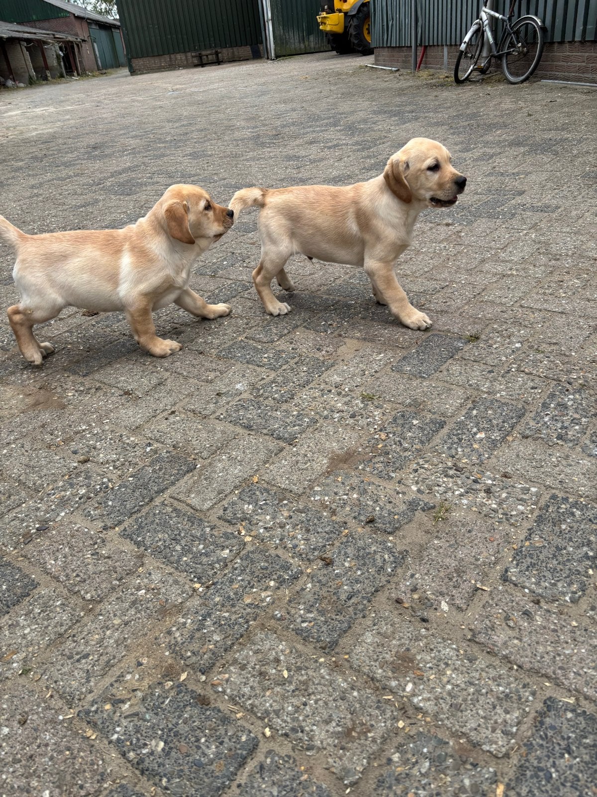 Mooie fijne blonde puppy’s voor de halve prijs, Parvo, 8 tot 15 weken, Meerdere, Meerdere dieren