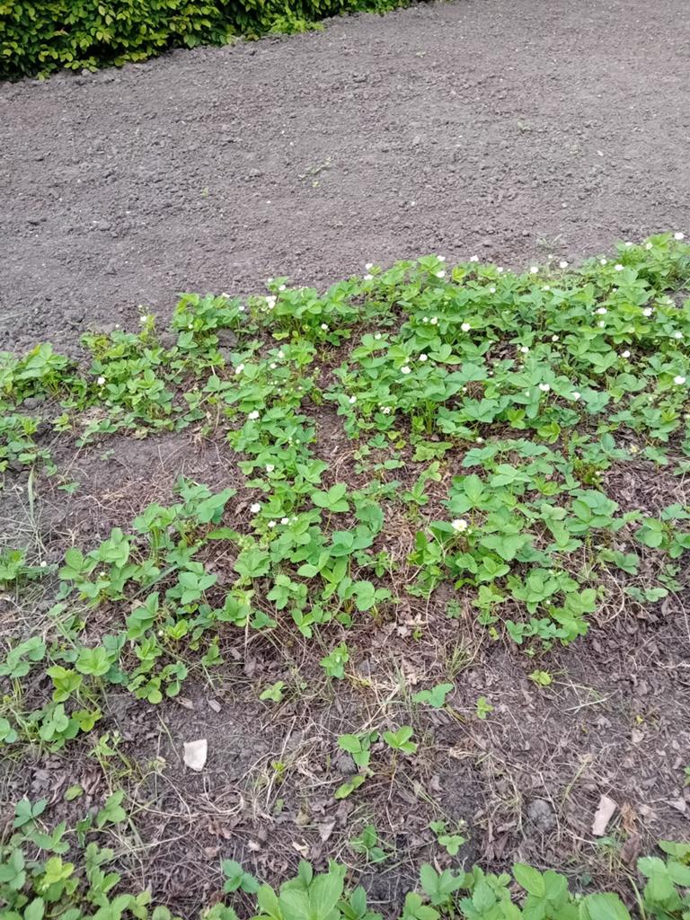 Aardbeien plantjes, Ophalen, Volle zon