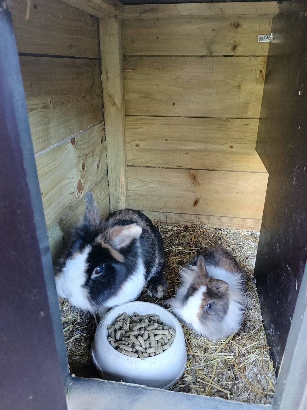 Dwergkonijn, Dieren en Toebehoren, Februari, Mannelijk, Cavia