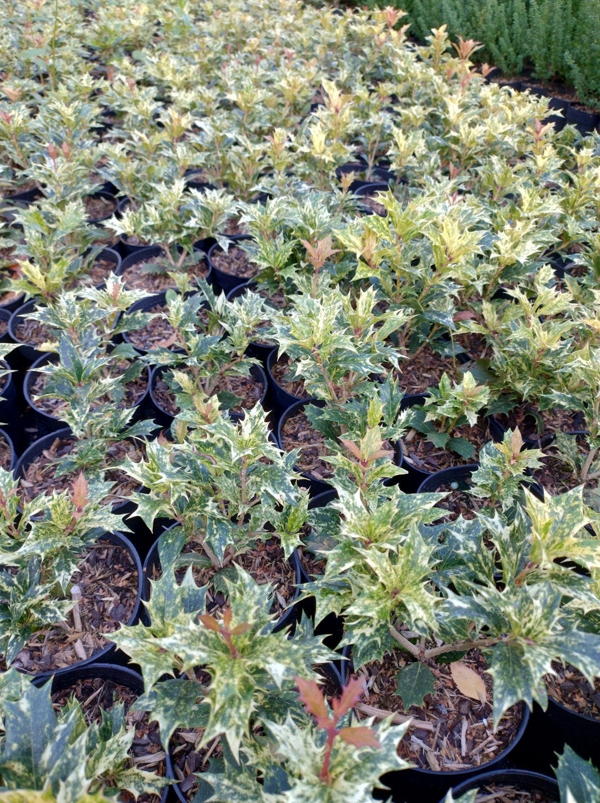 Bonte hulst, osmanthus Goshiki. Haagplant, solitaire P9, Tuin en Terras, Overige soorten, Volle zon, Vaste plant, Ophalen of Verzenden