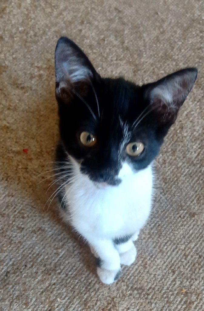Lapjes en zwart witte Kittens aangeboden, Meerdere dieren, Ontwormd, 0 tot 2 jaar