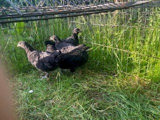kippen, Dieren en Toebehoren, Vrouwelijk, Kip