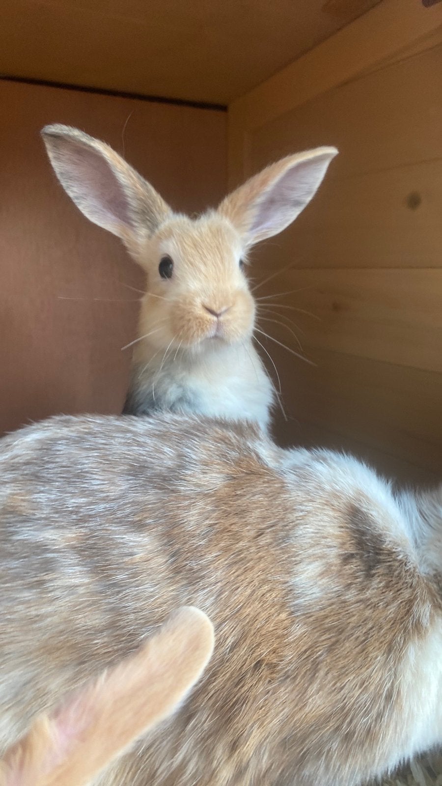 Baby dwerg konijntjes, Dieren en Toebehoren, Konijnen