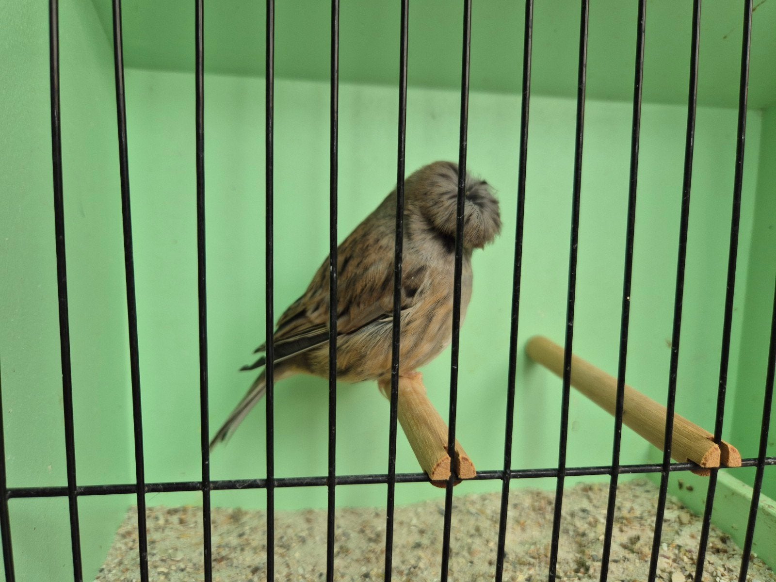 gloster kanarie, Dieren en Toebehoren, Mannelijk, Postuurkanarie
