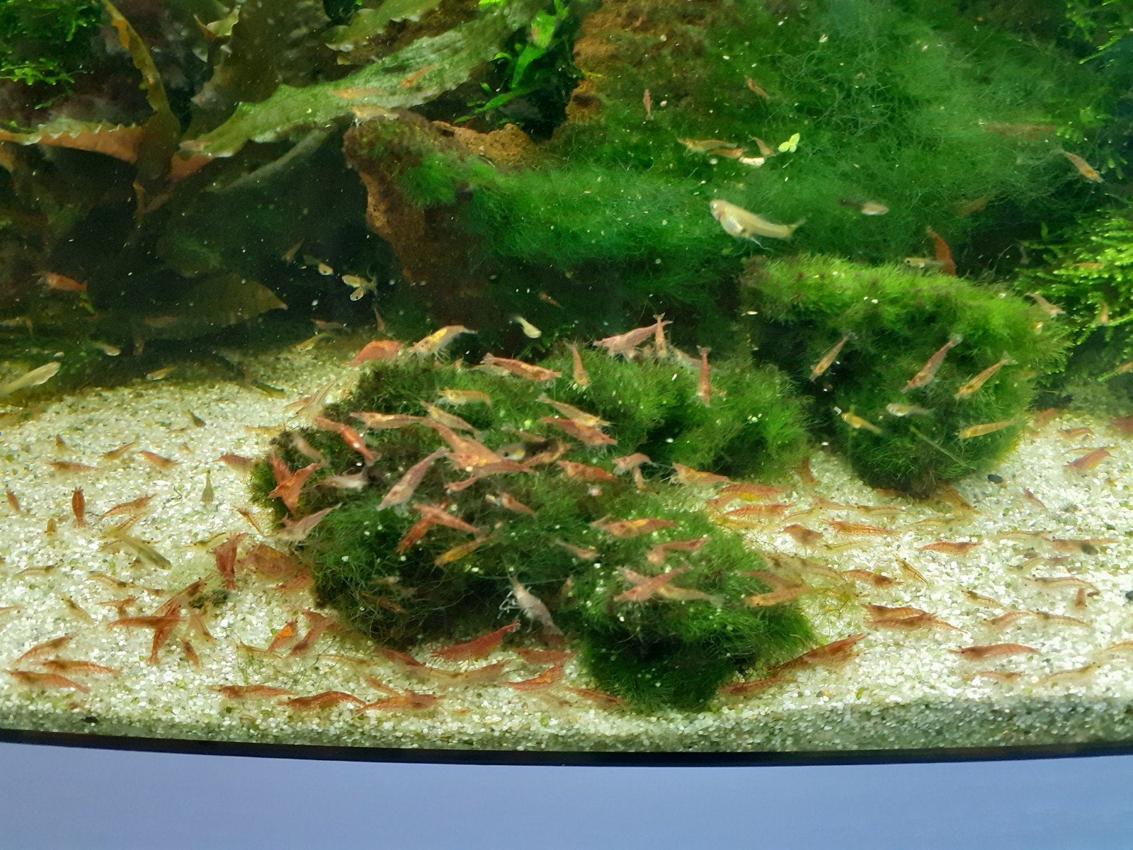 Mooie rode garnalen. 20 st. Voor 12 euro., Dieren en Toebehoren, Vissen | Aquariumvissen, Kreeft, Krab of Garnaal