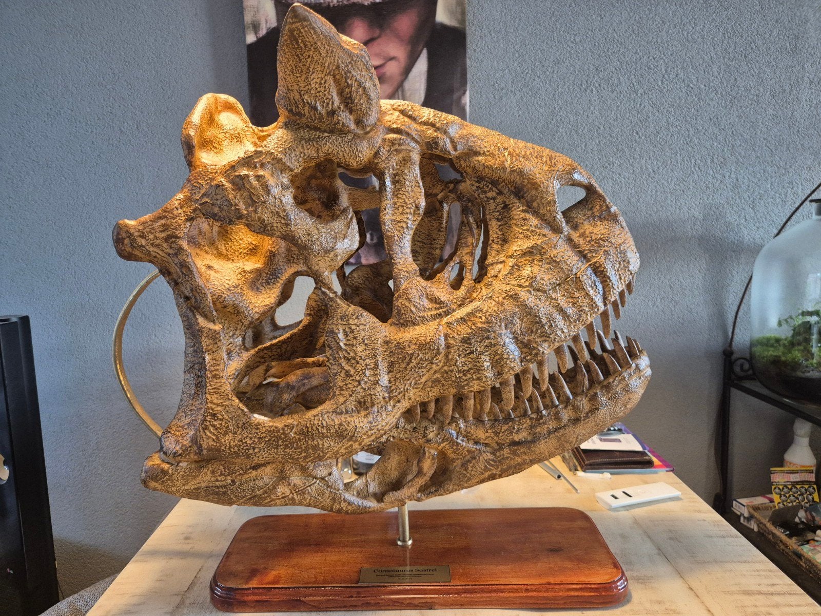 Indrukwekkende Carnotaurus Schedel Replica 1:1, Ophalen of Verzenden, Zo goed als nieuw